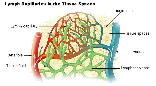 Lymph_Capillaries