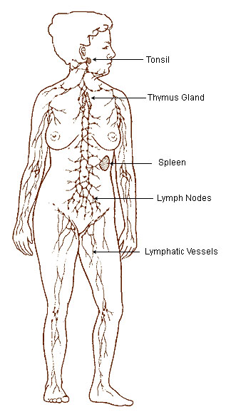 Lymphatic System